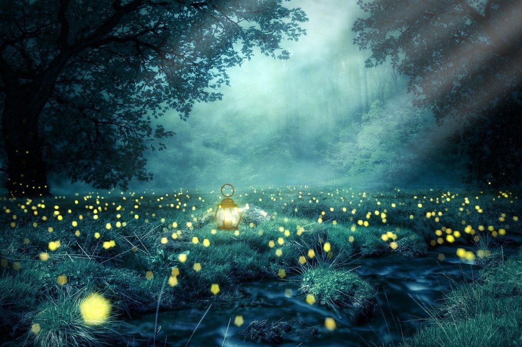 night, forest, glowworm