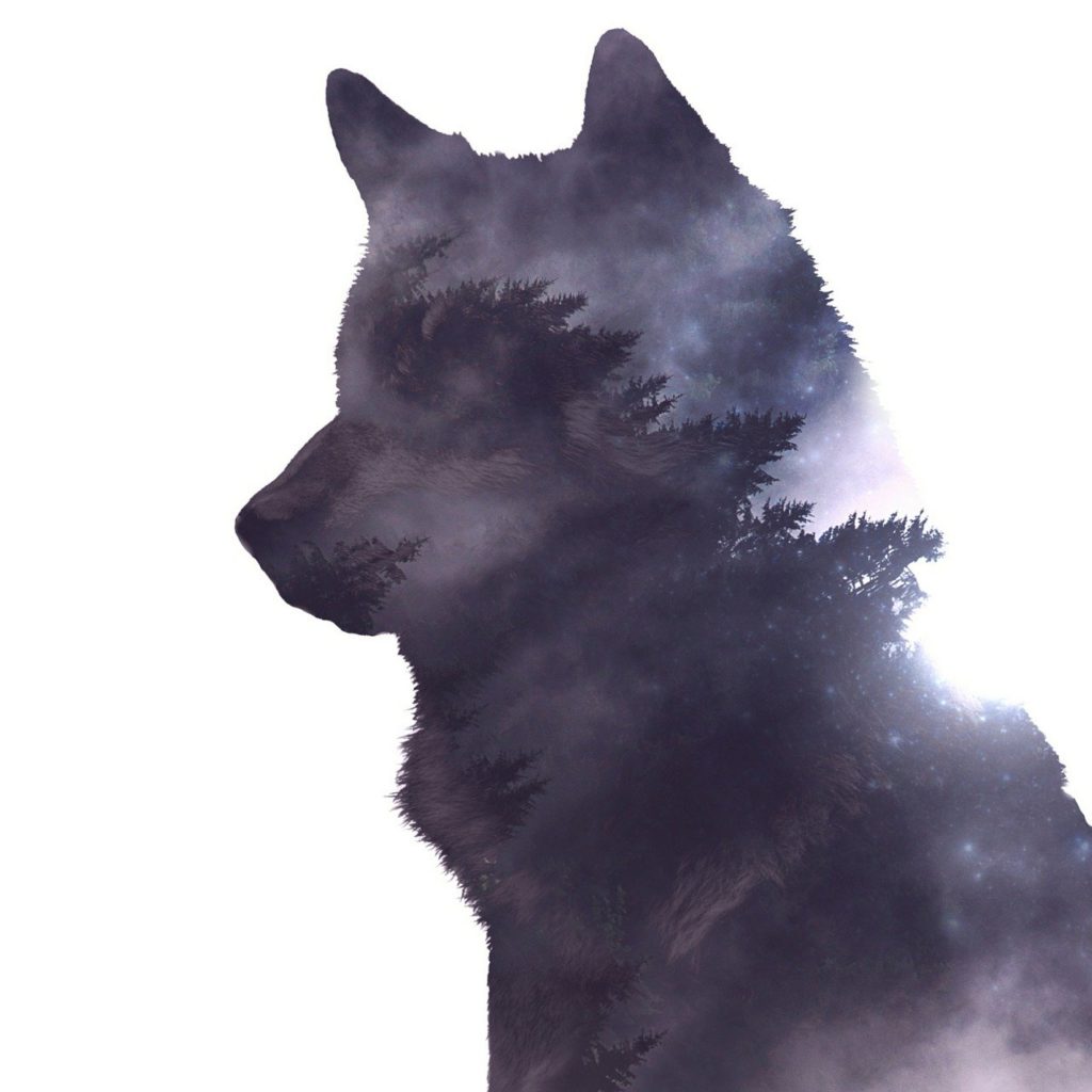 wolf, natural, photoshop